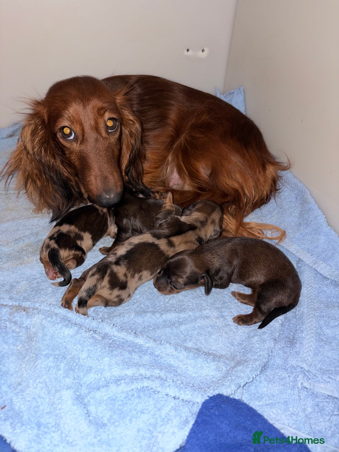 Miniature Dachshund dogs for sale: Quality Russian shaded red minis - Advert 20