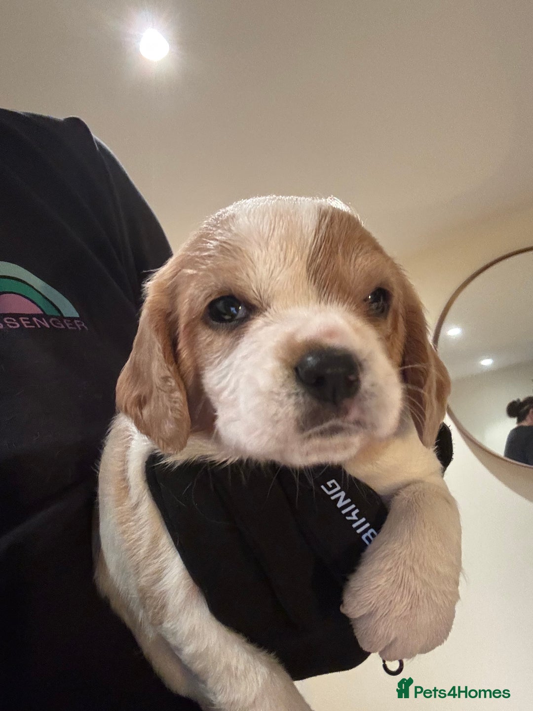 Mixed Breed dogs for sale: Cocker-Jack xCavalier King Charles Spaniel Puppies - Advert 23