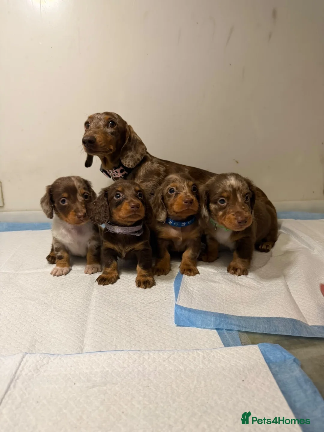 Miniature Dachshund dogs for sale: Miniature dachshund  - Advert 1