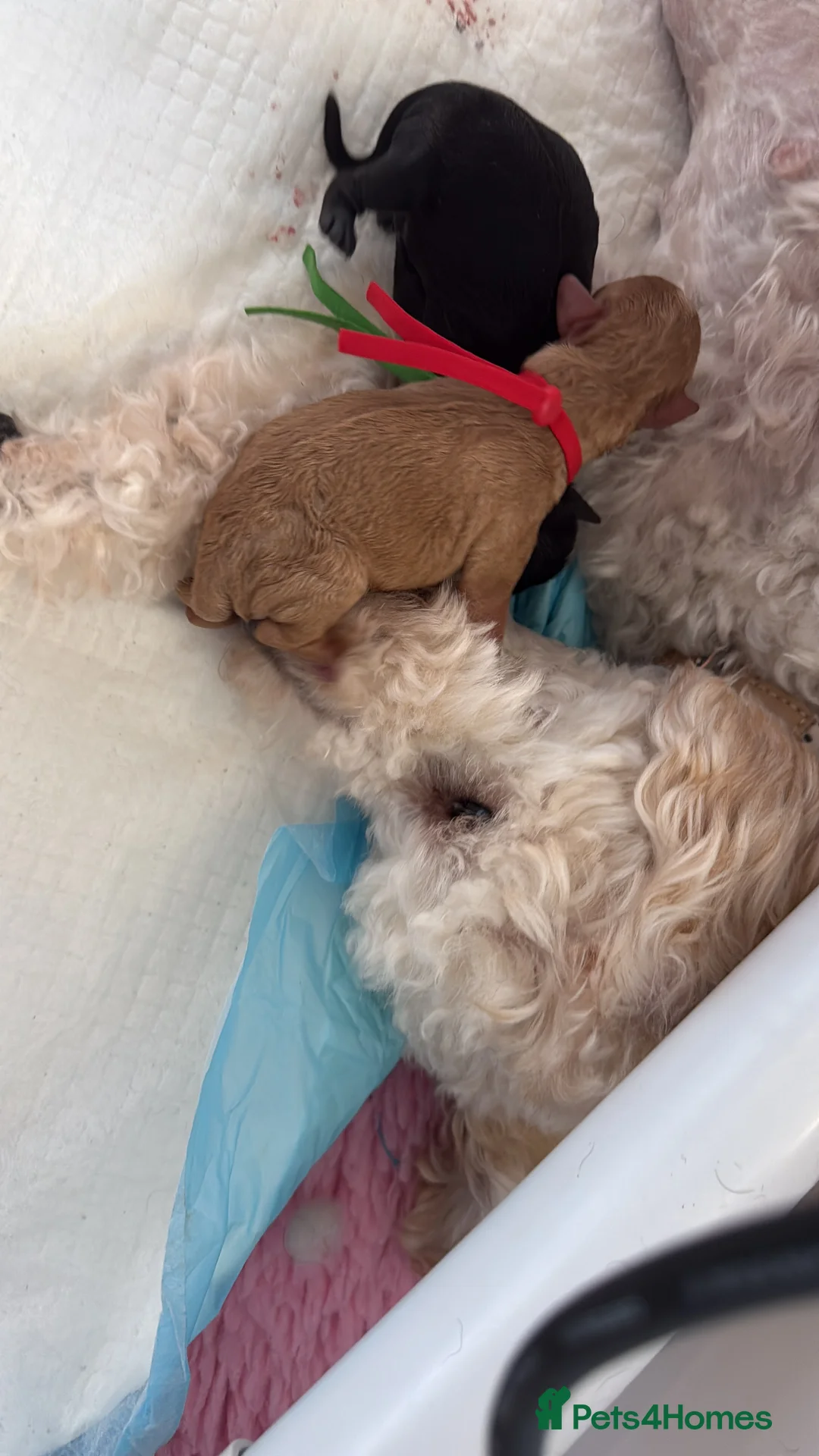 Cockapoo dogs for sale: F1b Cockapoo puppies 1 girl remaining - Advert 12