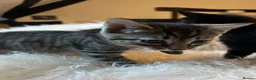 Mixed Breed cats for sale: Lovely mixed litter, ready now.  - Advert 6