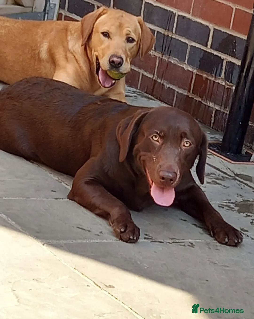 Labrador Retriever dogs for stud: 2x KC health tested labrador studs in Chesterfield - Advert 8