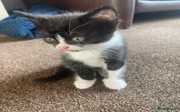 Mixed Breed cats for sale: 2 gorgeous female kittens  - Image 5