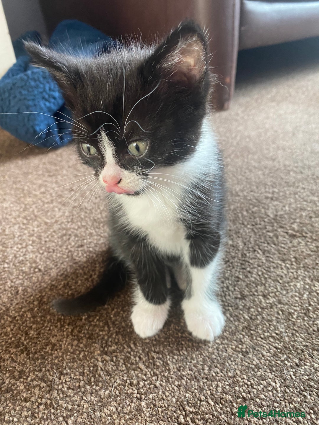 Mixed Breed cats for sale: 2 gorgeous female kittens  - Image 5