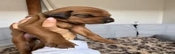 Mixed Breed dogs for sale: Irish setter cross Doberman puppies - Advert 22
