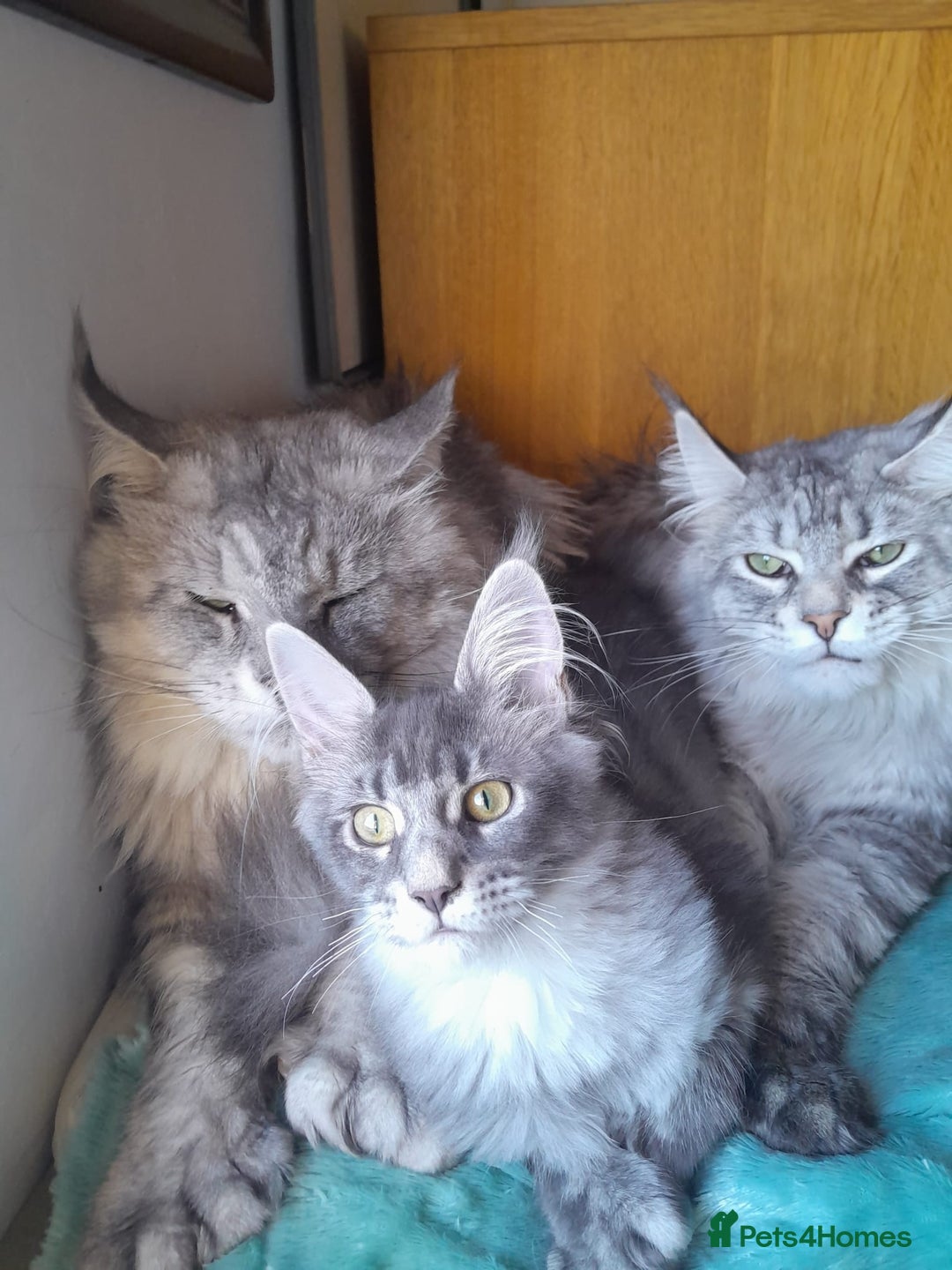 Maine Coon cats for sale: black smoke ticked ns25 polydactyl girl maine coon - Advert 9