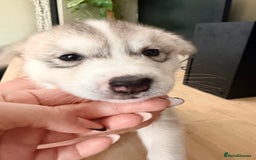 Siberian Husky dogs for sale: SIBERIAN HUSKY  - Image 28