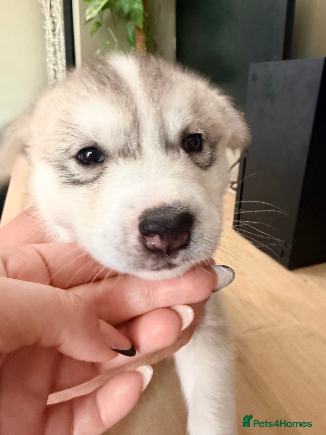 Siberian Husky dogs for sale: SIBERIAN HUSKY  - Image 28