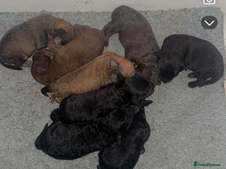 Mixed Breed dogs Patterpoos - Advert 2