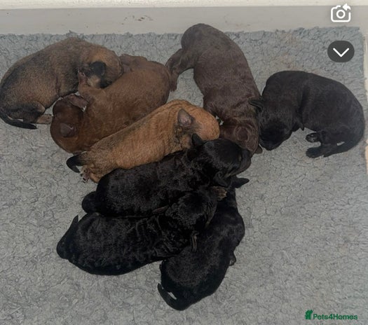 Mixed Breed dogs Patterpoos - Advert 1