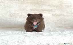 Chow Chow dogs for sale: Exotic colour chowsky puppies for sale  - Image 16