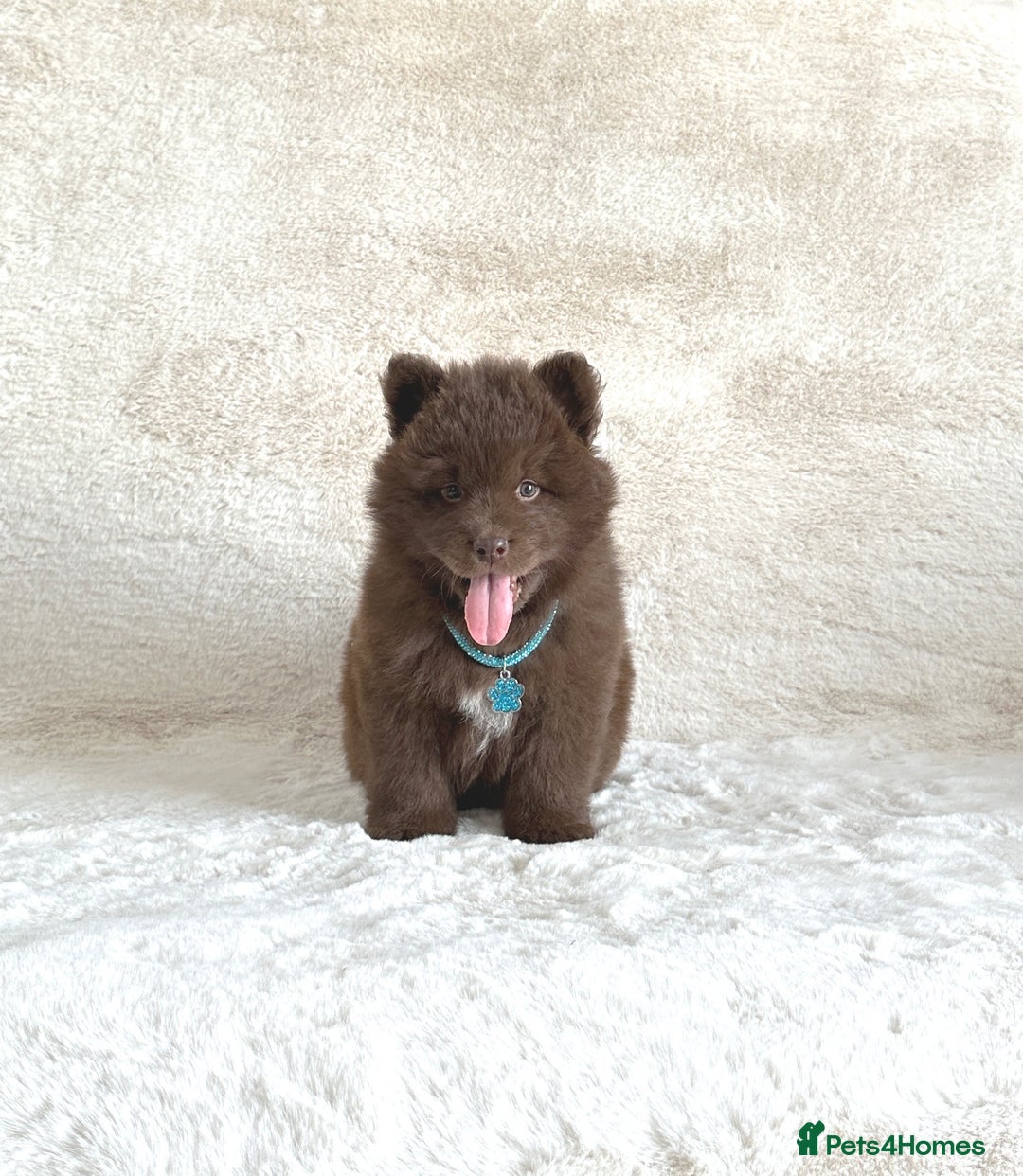 Chow Chow dogs for sale: Exotic colour chowsky puppies for sale  - Image 16