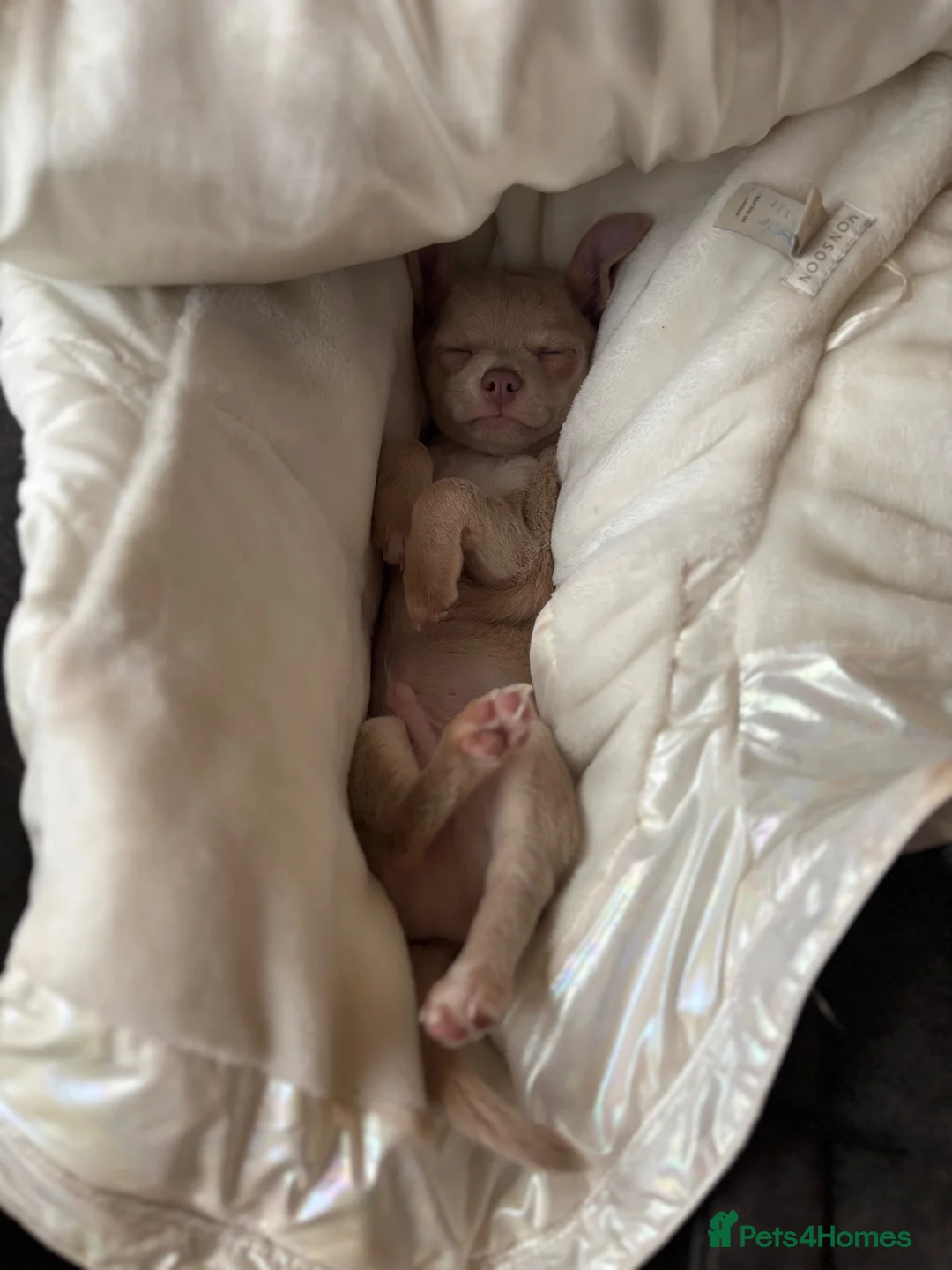 Chihuahua dogs for sale: Beautiful chihuahua boy  - Advert 3