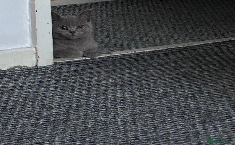British Shorthair cats - Advert 8