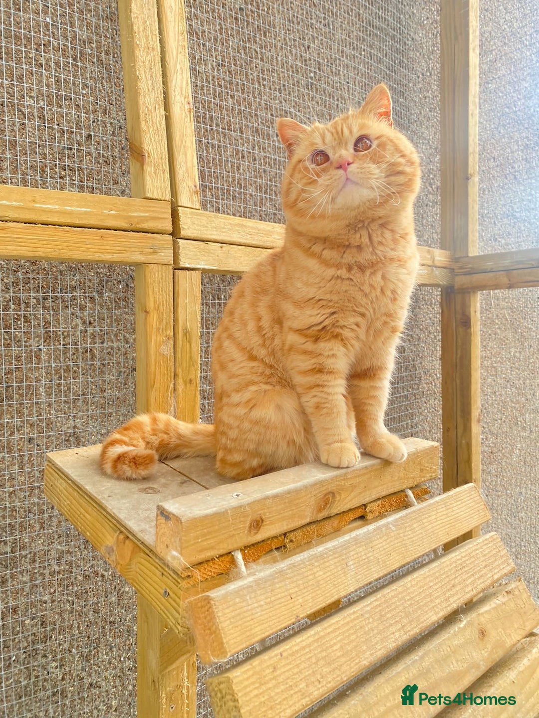 British Shorthair cats for sale: 🌈🌈😍😍Stunning Pure Pedigree Litter BSH ❤️❤️🌈🌈 - Advert 4