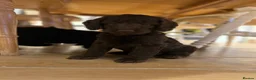 Cockapoo dogs for sale: F1 cockapoo puppies ready now boys and girls  - Advert 15