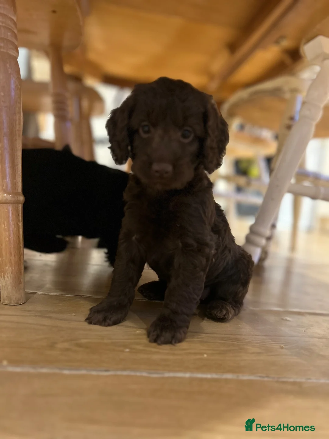 Cockapoo dogs for sale: F1 cockapoo puppies ready now boys and girls  - Advert 15