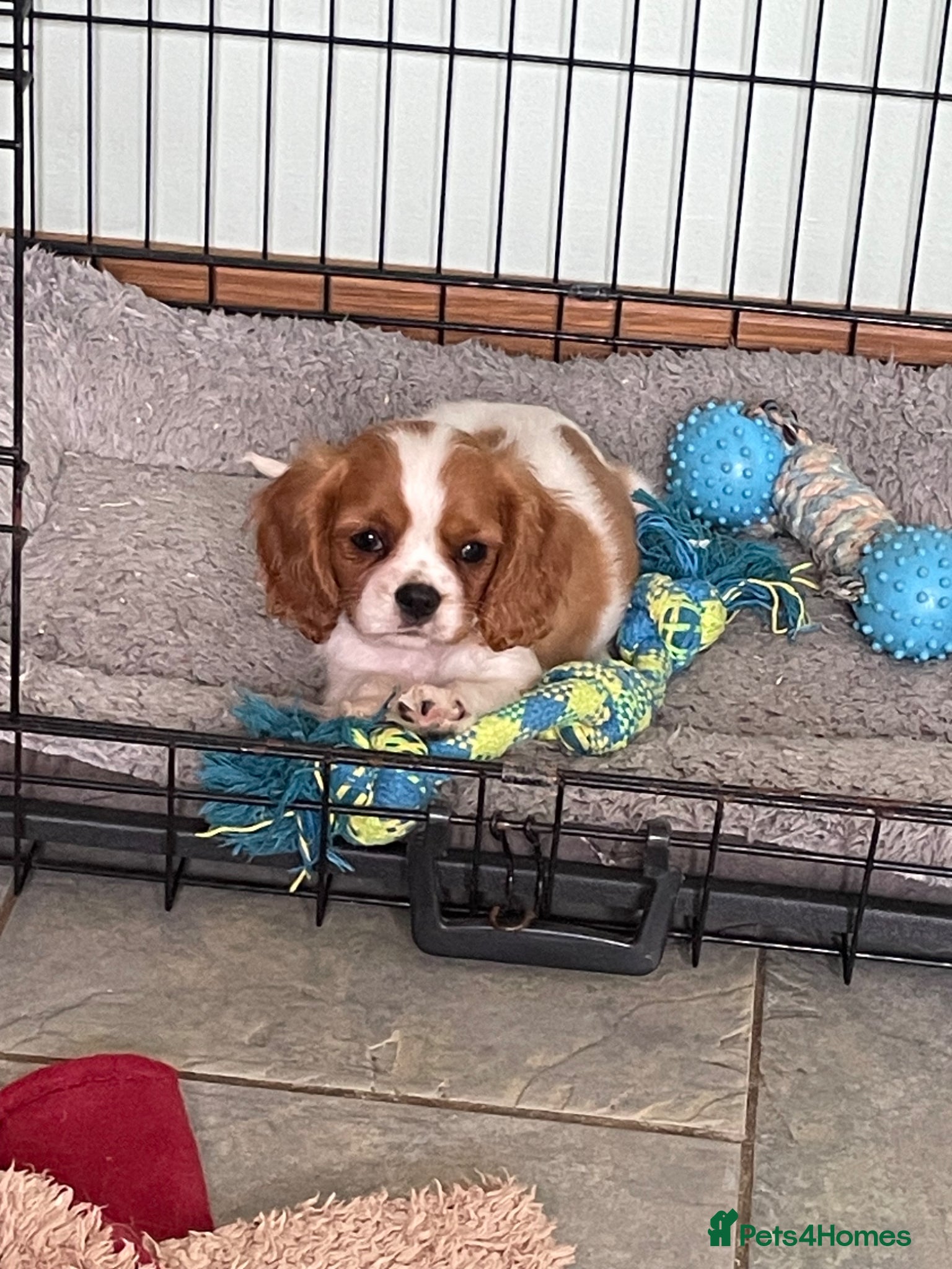 Cavalier King Charles Spaniel dogs K C Reg Cavalier King Charles  - Advert 9