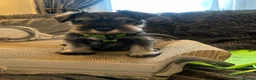 Miniature Schnauzer dogs for sale: KC Reg Bva Eye Tested Mini Schnauzer Puppi - Advert 4
