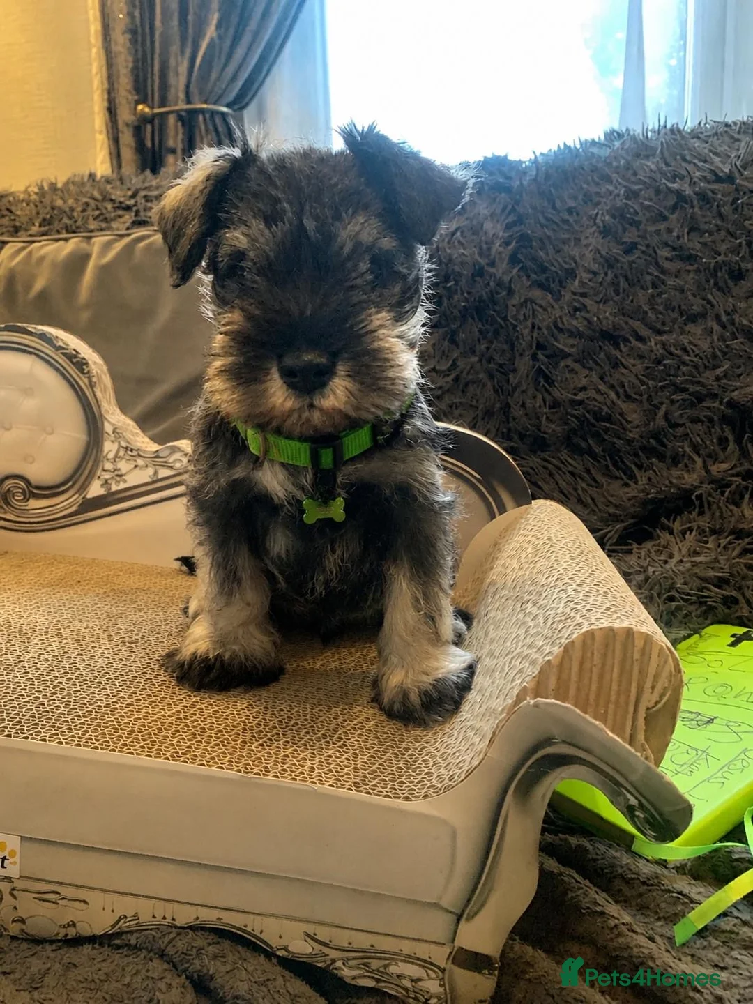Miniature Schnauzer dogs for sale: KC Reg Bva Eye Tested Mini Schnauzer Puppi - Advert 4