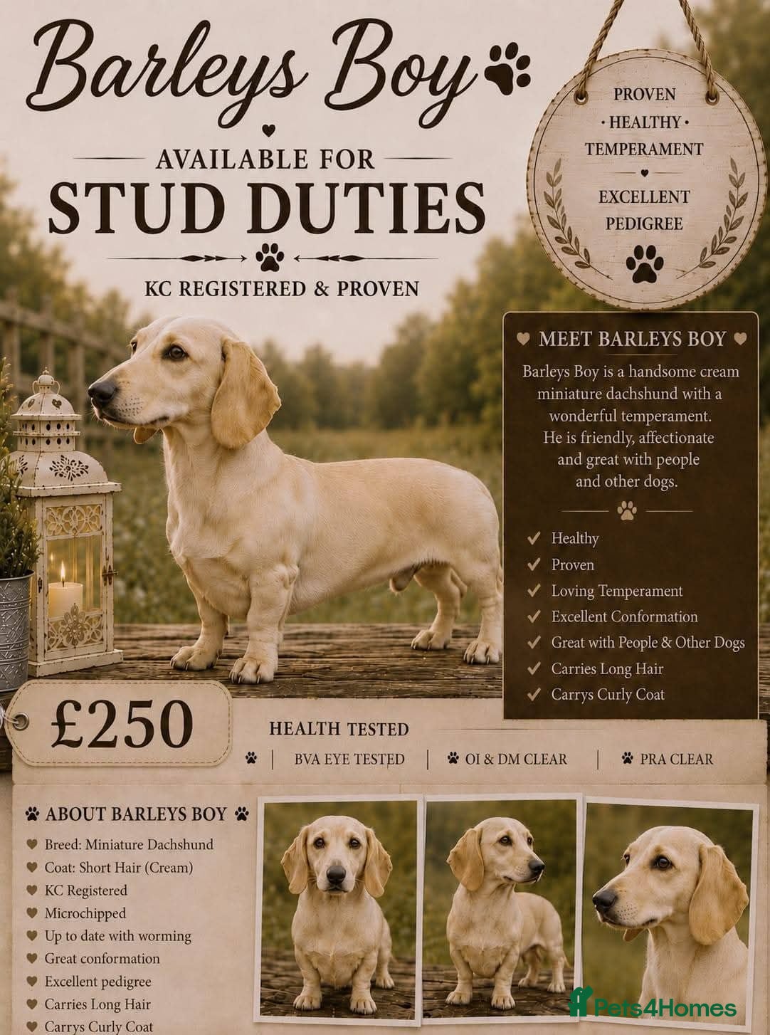Miniature Dachshund dogs Cream Dachshund stud  - Advert 4