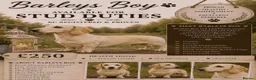 Miniature Dachshund dogs for stud: Cream Dachshund stud  - Advert 1