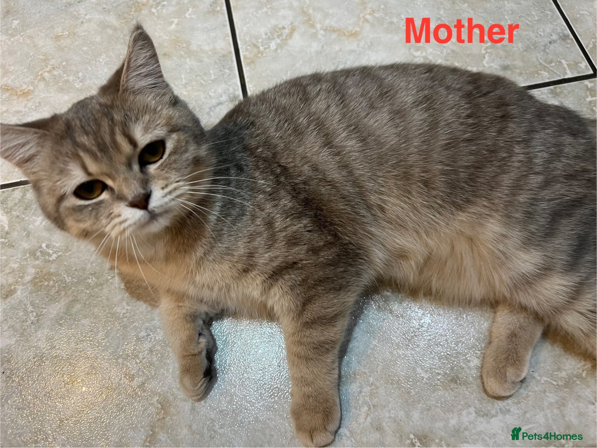 Scottish Fold cats Scotish fold cross Scottish straight adorable🥰 😻 - Advert 2