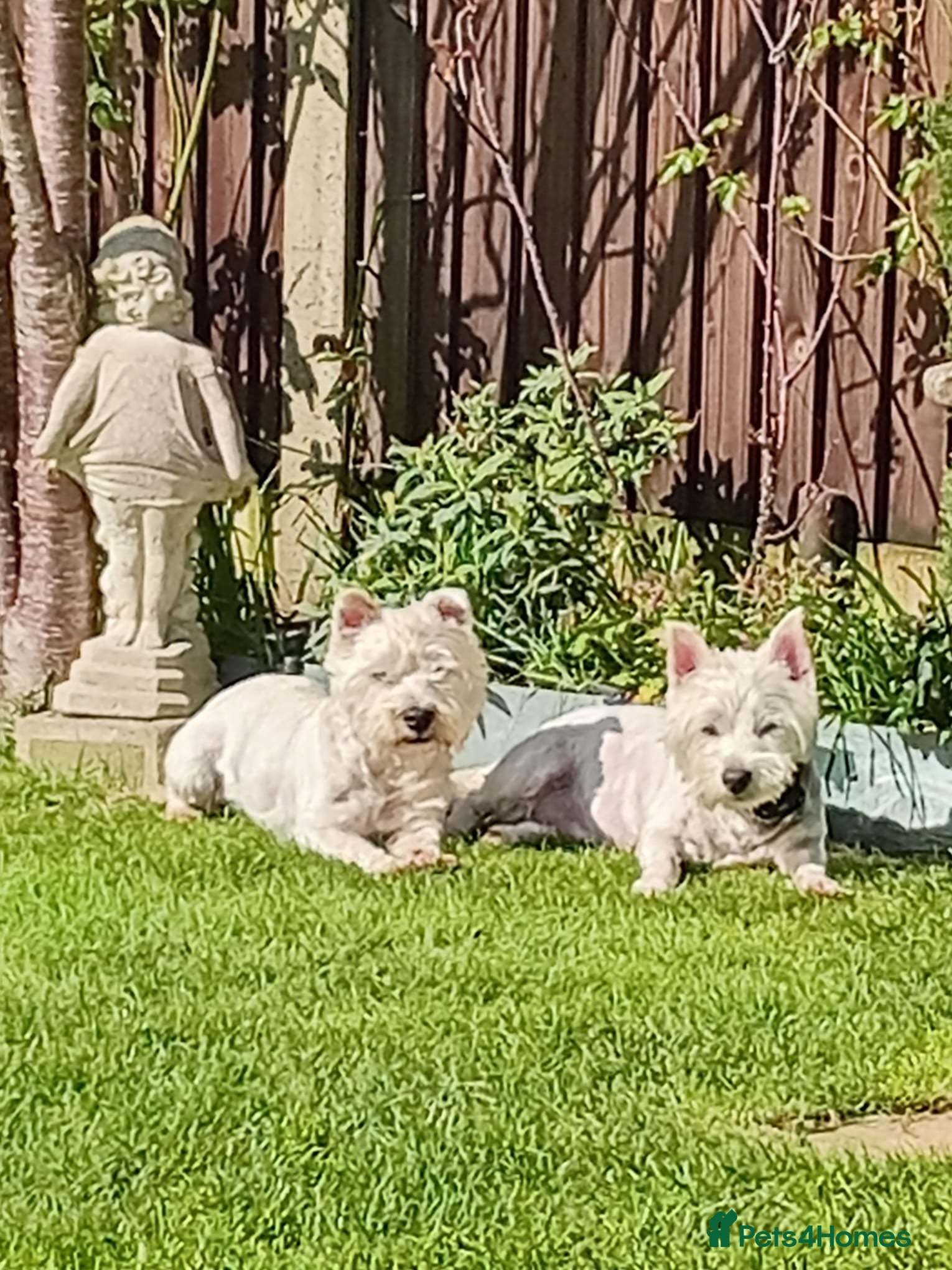 West Highland Terrier dogs West Highland Terrier (westie) puppies - Advert 1