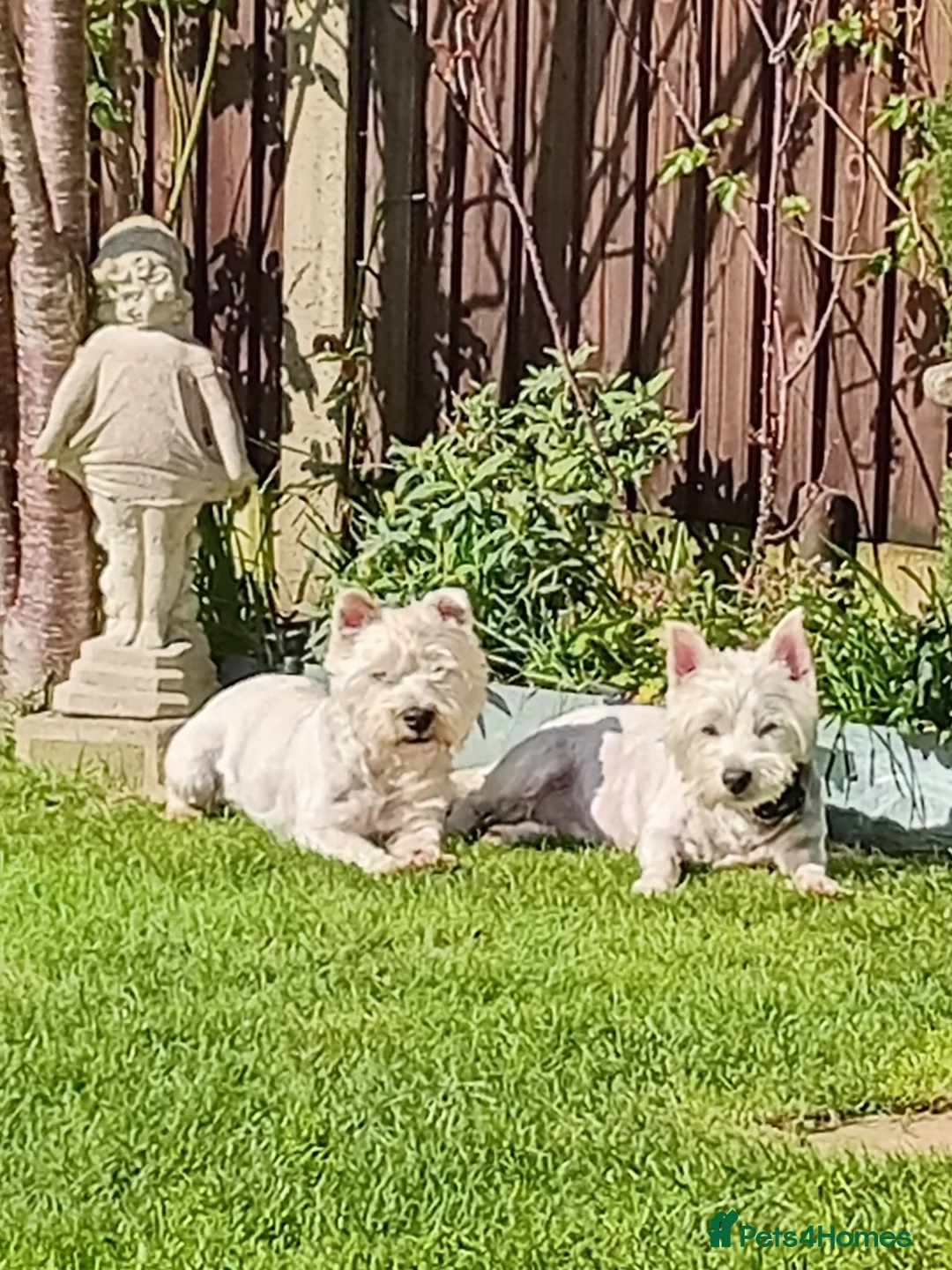 West Highland Terrier dogs for sale: West Highland Terrier (westie) puppies - Advert 1