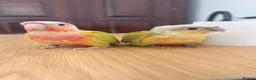 Conures birds for sale: Baby Mooncheek and Suncheek Conure Chicks - Advert 5