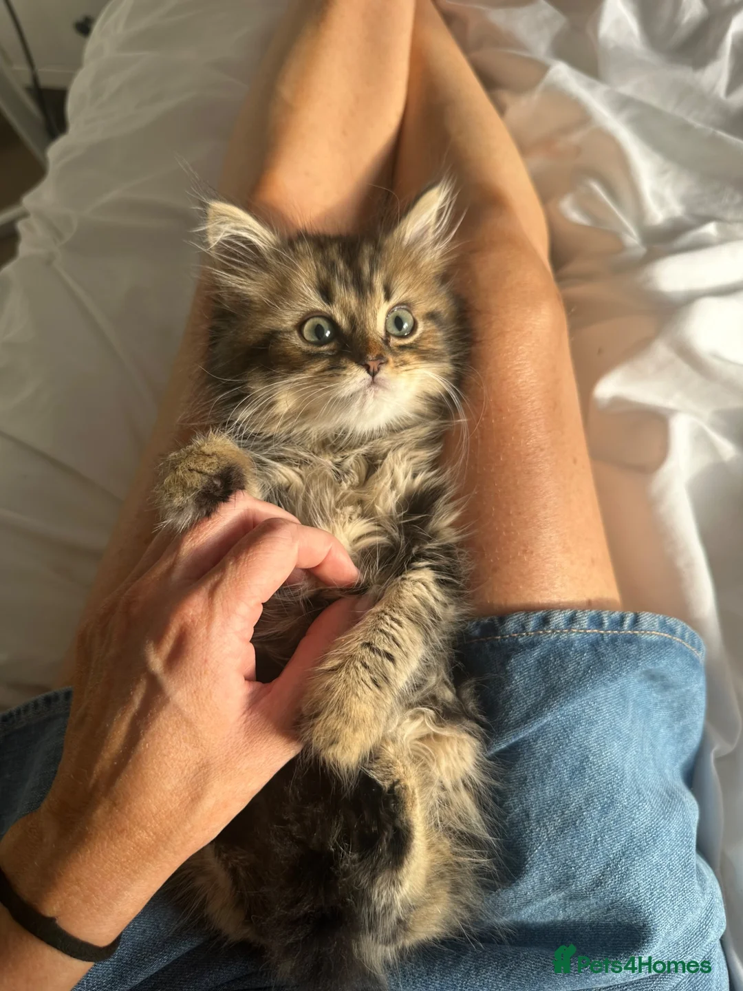 Persian cats for sale: Mixed breed Persian Kittens  - Advert 1