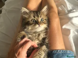 Persian cats Mixed breed Persian Kittens - Advert 5