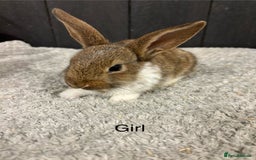 Mini Lop rabbits for sale: Stunning mini lop babies  - Image 4