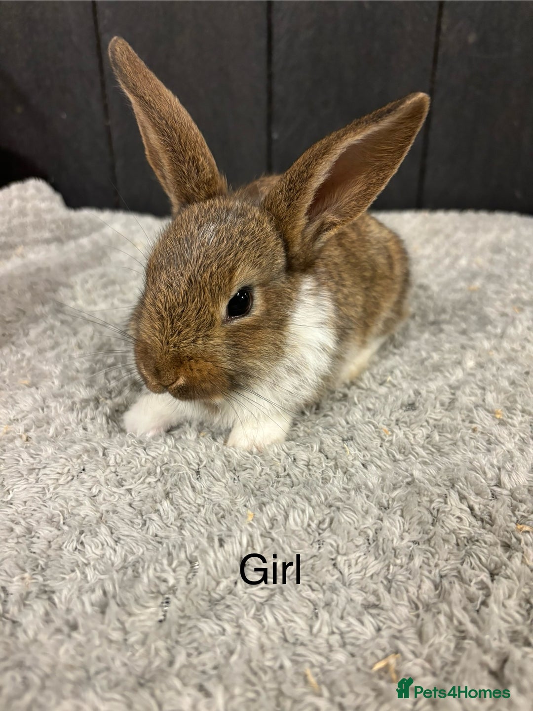 Mini Lop rabbits for sale: Stunning mini lop babies  - Image 4