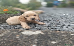 Cocker Spaniel dogs for sale: ⭐Quality Show Type Light Gold Cocker Spaniel Pups - Image 25