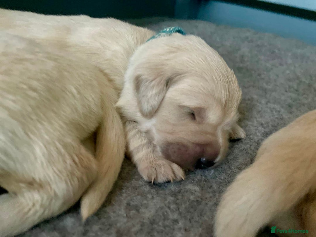 Golden Retriever dogs for sale: Golden Retriever Puppies – Milton Keynes - Advert 7