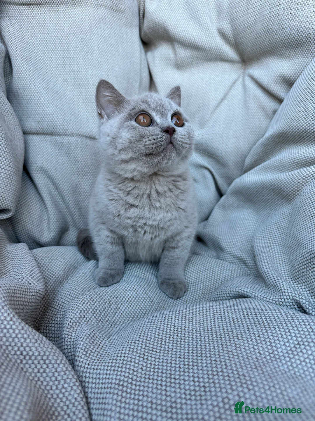 British Shorthair cats for sale: British Shorthair Chunky Chocolate Kittens🐻 - Advert 25