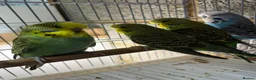 Budgerigars birds for sale: Budgies For Sale - Advert 3