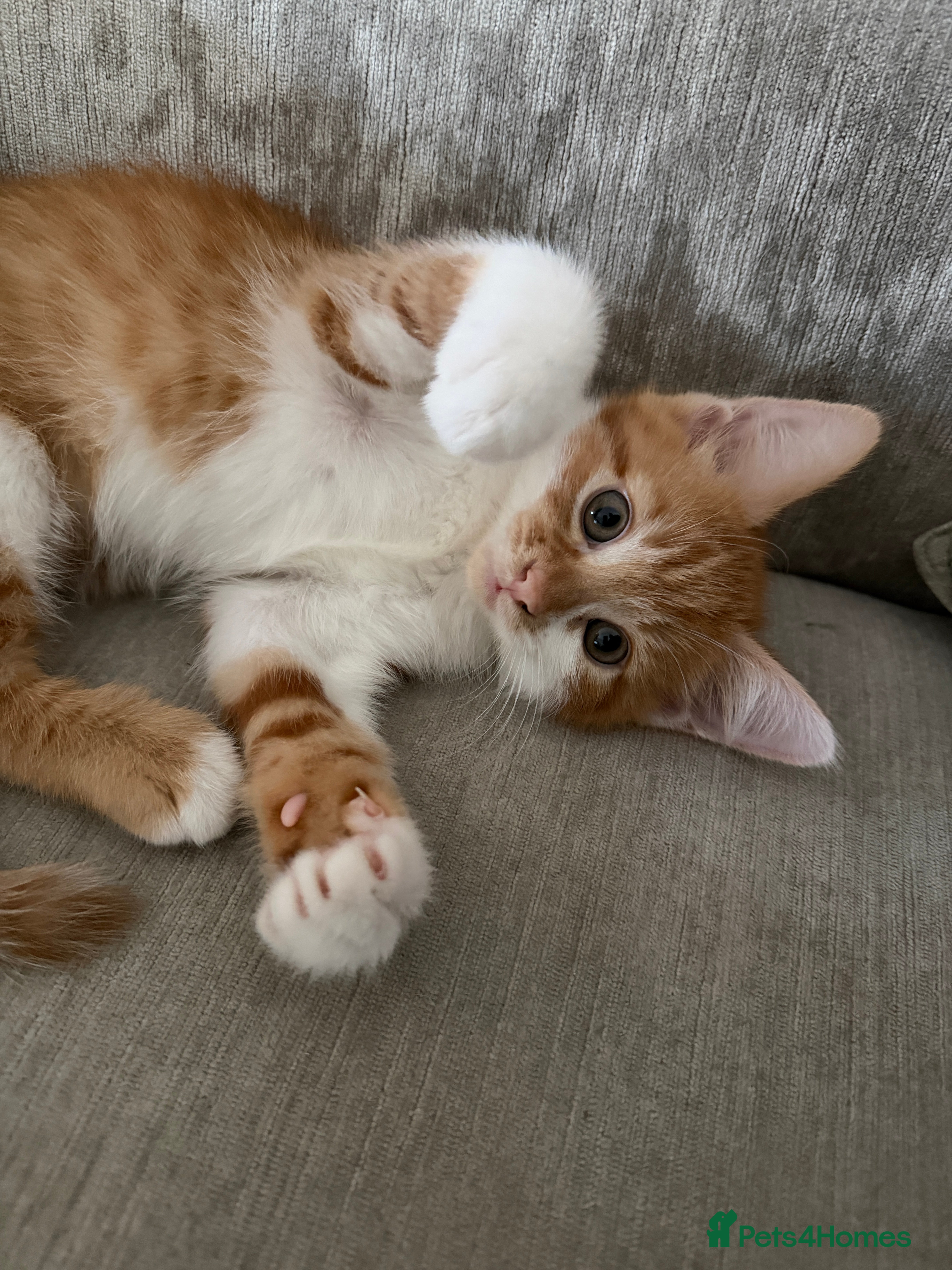 Mixed Breed cats Beautiful ginger kittens boys !!! - Advert 11