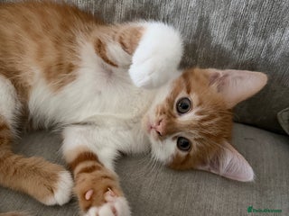 Mixed Breed cats STUNNING HAND REAR BOYS!!!! - Advert 1