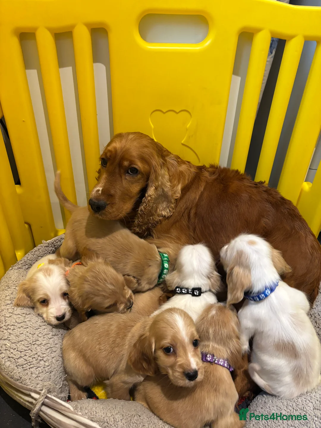 Cocker Spaniel dogs for sale: Beautiful show type cocker spaniel puppys - Advert 1