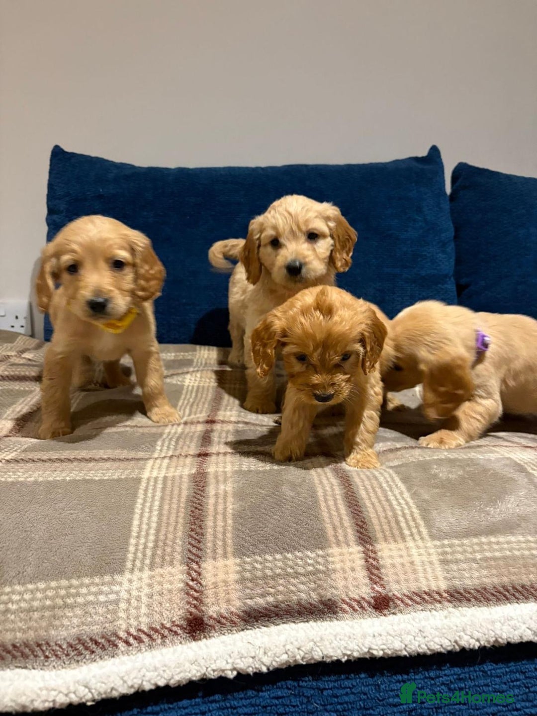 Goldendoodle dogs for sale: Adorable Golden Cocker Doodles  - Image 9