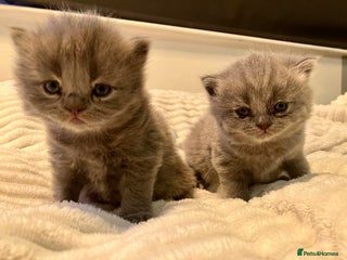 British Shorthair cats 💙❤️ British shorthair 💙❤️ - Advert 8