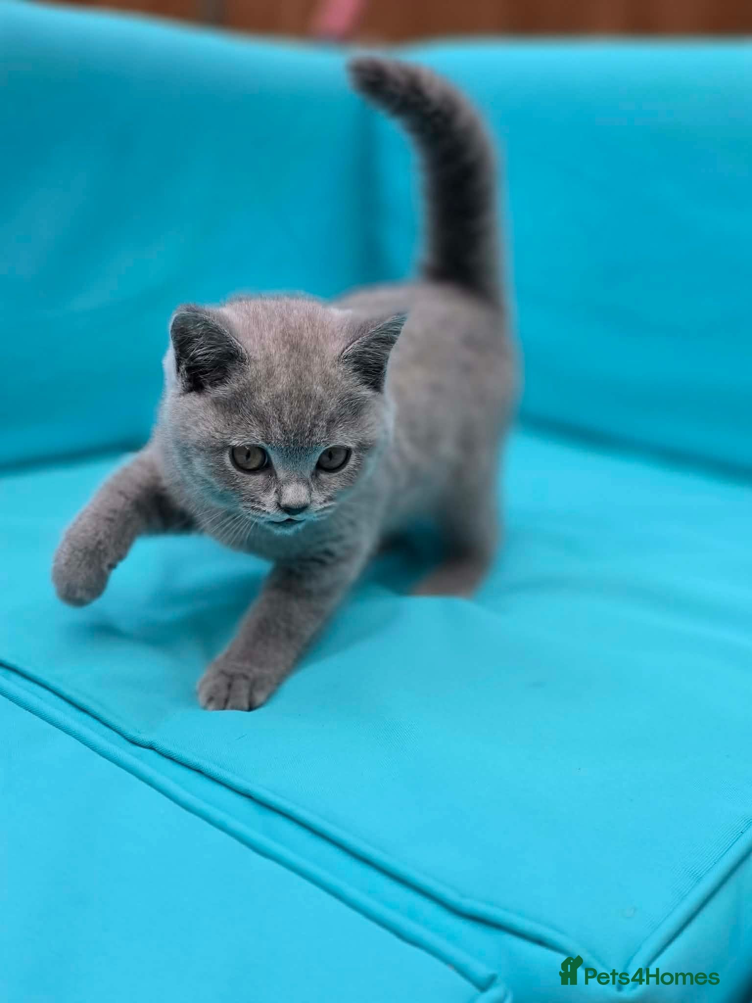 British Shorthair cats Beautiful British Shorthair kittens  - Advert 2