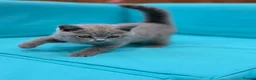 British Shorthair cats for sale: Beautiful British Shorthair kittens  - Advert 7