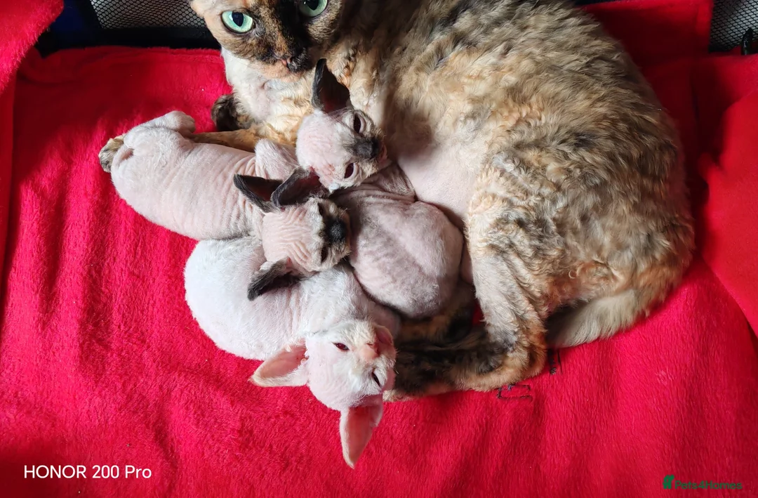 Devon Rex cats for sale: Beautiful DEVON REX  - Advert 2