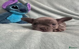 French Bulldog dogs for sale: 5 Male French Bulldog Puppies - Image 15
