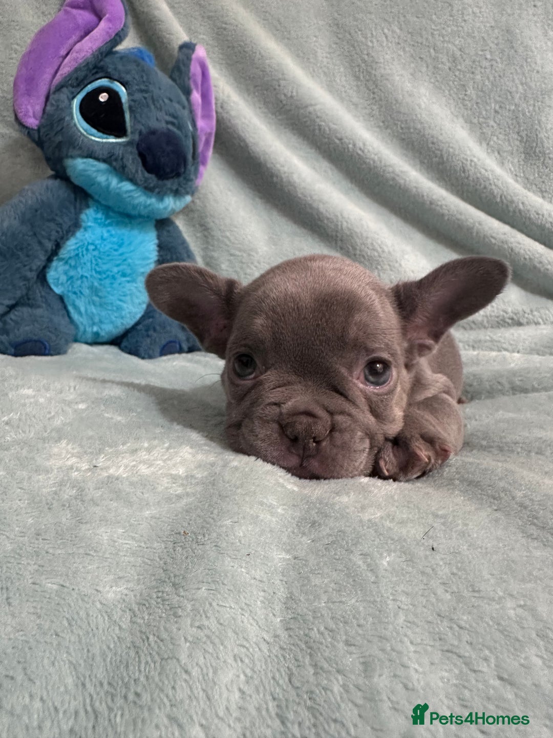 French Bulldog dogs for sale: 5 Male French Bulldog Puppies - Image 15
