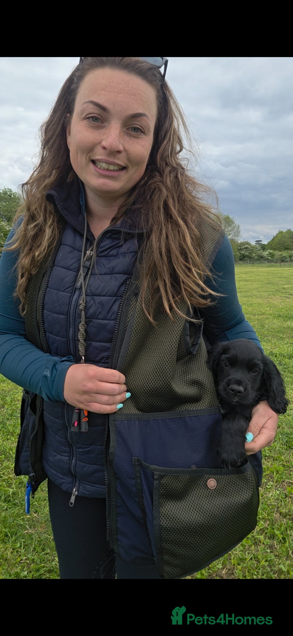 Cocker Spaniel dogs Meet Archie part trained - Advert 1