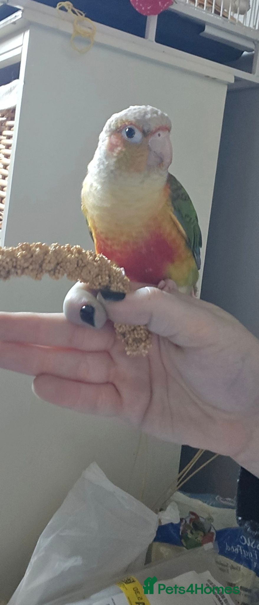 Conures birds Pineapple Green Cheek Conure- kirby  - Advert 1